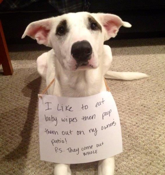 Naughty dog